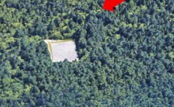 To Honor His Deceased Wife, The Husband Plants 1,000 Trees, But An Aerial Photo Taken 17 Years Later Reveals His True Motivation