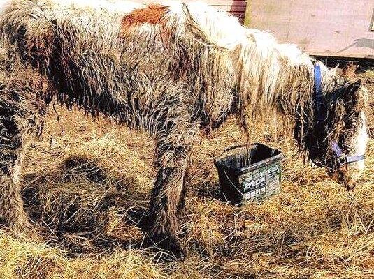 Starving horse Heidi is dumped in mud and left to di:e – volunteers save her and now she’s winning awards