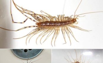 Never ever kill a house centipede again if you find inside your home