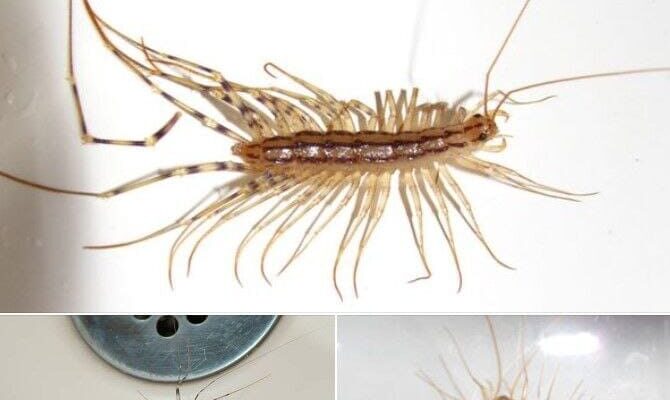 Never ever kill a house centipede again if you find inside your home