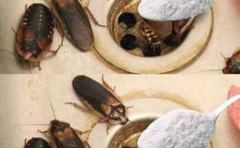 How to Eliminate Fleas, Ants and Cockroaches from Home Forever