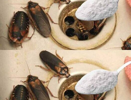 How to Eliminate Fleas, Ants and Cockroaches from Home Forever